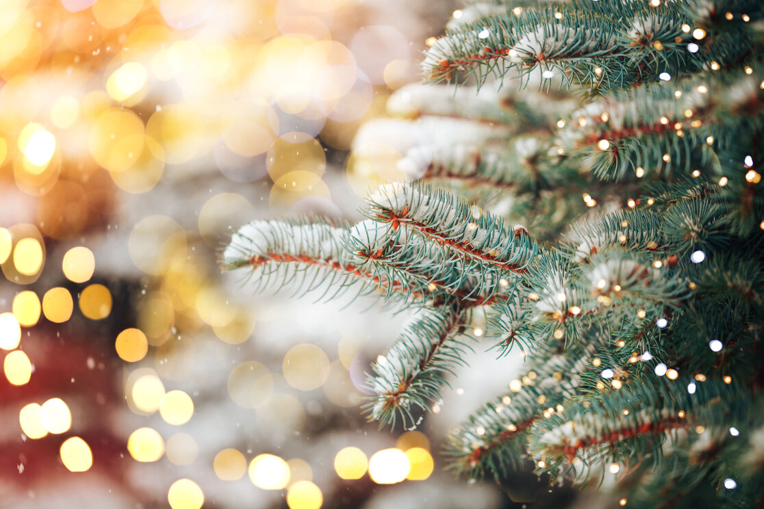 Ein Tannenzweig mit Schneeflocken und funkelnden Lichtern im Hintergrund. Die warme, goldene Bokeh-Beleuchtung erzeugt eine festliche Atmosphäre.
