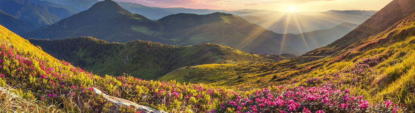 Ein malerisches Bergpanorama bei Sonnenaufgang, mit blühenden rosa Blumen im Vordergrund und sanften Hügeln im Hintergrund, beleuchtet von warmem Licht. Ein malerisches Bergpanorama bei Sonnenaufgang, mit blühenden rosa Blumen im Vordergrund und sanften Hügeln im Hintergrund, beleuchtet von warmem Licht.