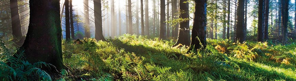 Sonnenstrahlen durchbrechen die Bäume, erhellen den moosigen Boden. Fernen und Gräser leuchten im sanften Morgenlicht, schaffen eine friedliche Atmosphäre. Sonnenstrahlen durchbrechen die Bäume, erhellen den moosigen Boden. Fernen und Gräser leuchten im sanften Morgenlicht, schaffen eine friedliche Atmosphäre.